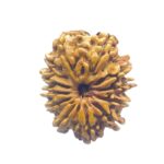 X - Ray Certified 12 Mukhi Rudraksha Nepal - ( 27.32 MM )
