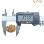 X - Ray Certified 12 Mukhi Rudraksha Nepal - ( 27.32 MM )