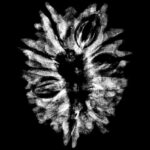 X - Ray Certified 12 Mukhi Rudraksha Nepal - ( 27.32 MM )