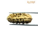 1 Mukhi Rudraksha ( 31.90 Mm )