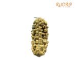 1 Mukhi Rudraksha ( 31.90 Mm )