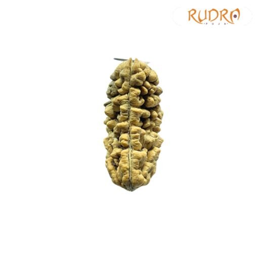 1 Mukhi Rudraksha ( 31.90 Mm )