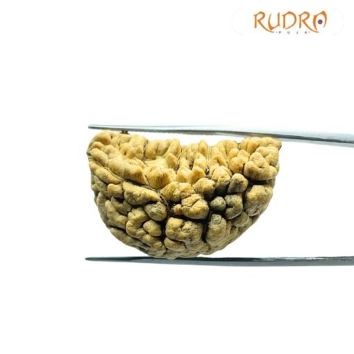 1 Mukhi Rudraksha ( 31.90 Mm )