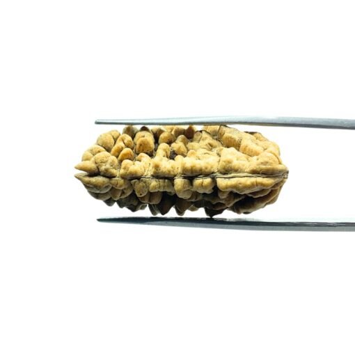 1 Mukhi Rudraksha ( 31.90 Mm )