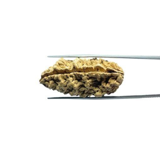 1 Mukhi Rudraksha Nepal ( 41.25 Mm )