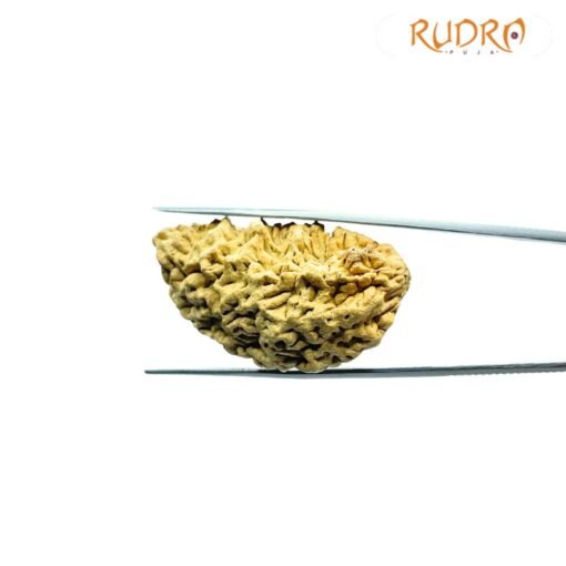 1 Mukhi Rudraksha Nepal ( 41.25 Mm )