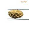 1 Mukhi Rudraksha Nepal Small ( 28.90 Mm )