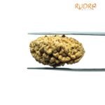 1 Mukhi Rudraksha Nepal Small ( 28.90 Mm )