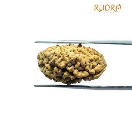 1 Mukhi Rudraksha Nepal Small ( 28.90 Mm )