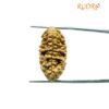 1 Mukhi Rudraksha Nepal Small ( 28.90 Mm )