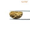 1 Mukhi Rudraksha Nepal Small ( 28.90 Mm )