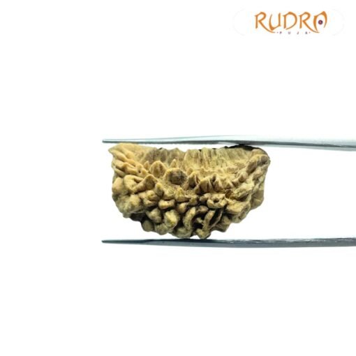 1 Mukhi Rudraksha Nepal Small ( 29.50 Mm)