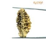 1 Mukhi Rudraksha Nepal Small ( 29.50 Mm)