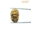 1 Mukhi Rudraksha Nepal Small ( 30.25 Mm )