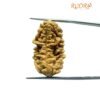 1 Mukhi Rudraksha Nepal Small ( 30.25 Mm )