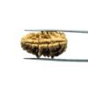 1 Mukhi Rudraksha Nepal Small ( 30.25 Mm )