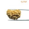 1 Mukhi Rudraksha Nepal Small ( 30.25 Mm )