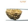 1 Mukhi Rudraksha Nepal Small (31.52 Mm )