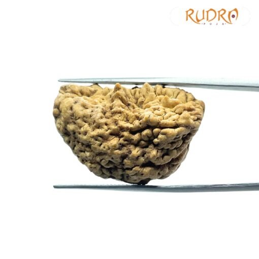 1 Mukhi Rudraksha Nepal Small (31.52 Mm )