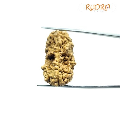 1 Mukhi Rudraksha Nepal Small (31.52 Mm )