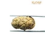 1 Mukhi Rudraksha Nepal Small (31.52 Mm )