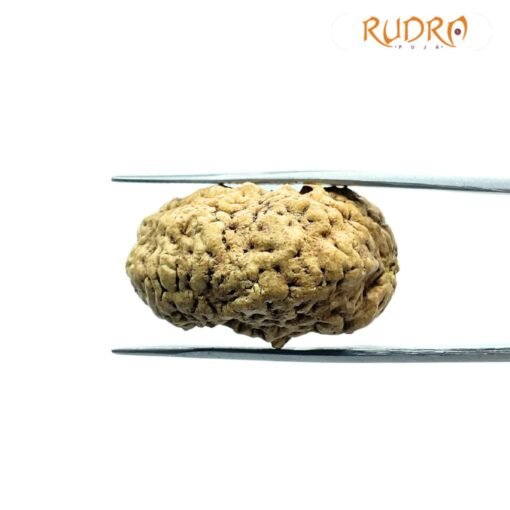 1 Mukhi Rudraksha Nepal Small (31.52 Mm )