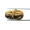 1 Mukhi Rudraksha Nepal Small (31.52 Mm )