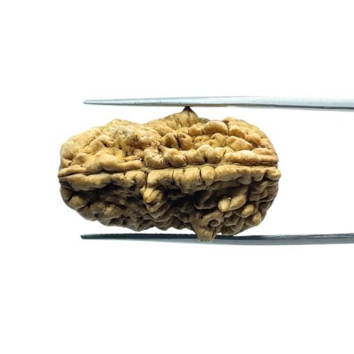 1 Mukhi Rudraksha Nepal Small (31.52 Mm )
