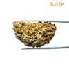 Large Ek Mukhi Rudraksha ( 42.20 Mm ) 11 1 Mukhi Rudraksha Nepal Small ( 42.20 Mm )