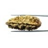 Large 1 Mukhi Rudraksha Nepal ( 42.20 Mm )