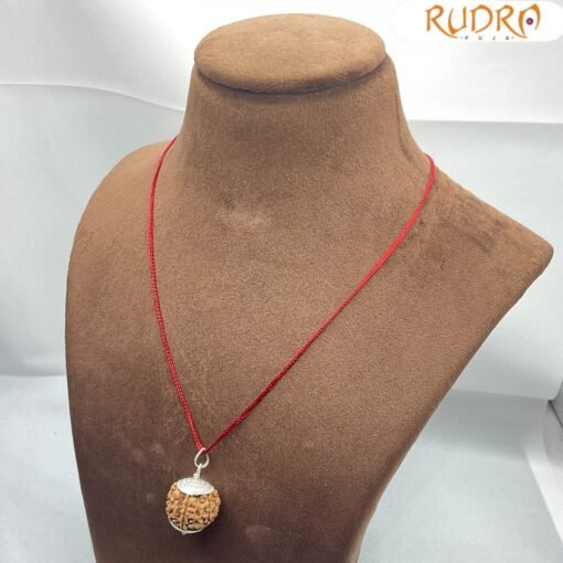 Collector 7 Mukhi Silver Capped Rudraksha Nepal ( 22.60 Mm )