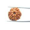 7 Mukhi Nepal Rudraksha (22.56Mm)