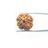 4 Mukhi Rudraksha Nepal - ( 19.76 Mm )