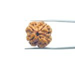 4 Mukhi Rudraksha Nepal - ( 19.76 MM )
