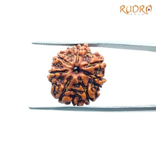 7 Mukhi Nepal Rudraksha (20.56Mm)