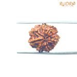 7 Mukhi Nepal Rudraksha (20.56Mm)