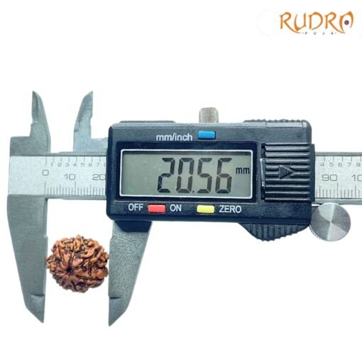 7 Mukhi Nepal Rudraksha (20.56Mm)