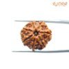 7 Mukhi Nepal Rudraksha (22.56Mm) 13 7 Mukhi Nepal Rudraksha (22.56Mm)