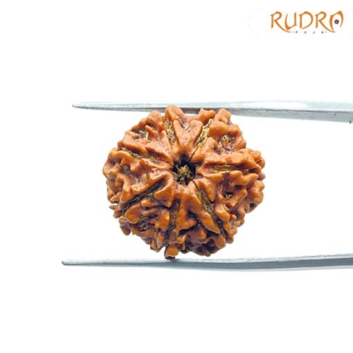 7 Mukhi Nepal Rudraksha (22.56Mm)