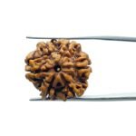 Collector 6 Mukhi Rudraksha Nepal ( 22.10 MM)