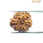 Collector 6 Mukhi Rudraksha Nepal ( 22.10 MM)