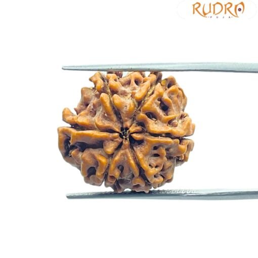 Collector 6 Mukhi Rudraksha Nepal ( 22.10 Mm)