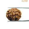 Collector 6 Mukhi Rudraksha Nepal ( 22.10 Mm)