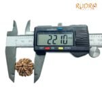 Collector 6 Mukhi Rudraksha Nepal ( 22.10 Mm)