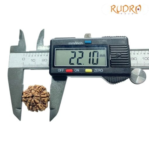 Collector 6 Mukhi Rudraksha Nepal ( 22.10 Mm)