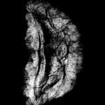 1 Mukhi Ruraksha 30.25 Mm