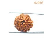 7 Mukhi Nepal Rudraksha (22.56Mm)
