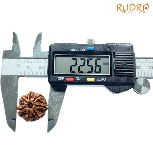 7 Mukhi Nepal Rudraksha (22.56Mm)