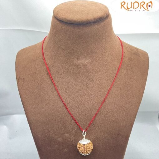 Collector 7 Mukhi Silver Capped Rudraksha Nepal ( 22.60 Mm )