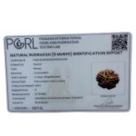 Super Collector 5 Mukhi Rudraksha Nepal - (27.35 MM) certi